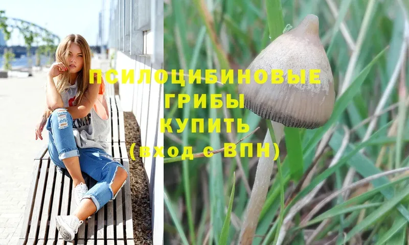 Галлюциногенные грибы Psilocybe  Богородск 